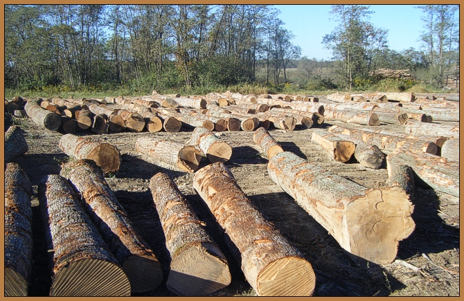 Saylor Logging Products